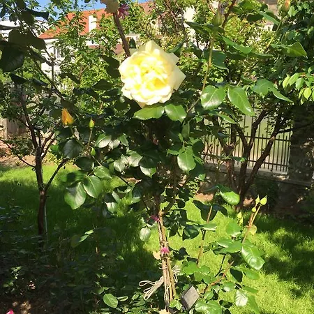 Casa La Musteata Costinesti